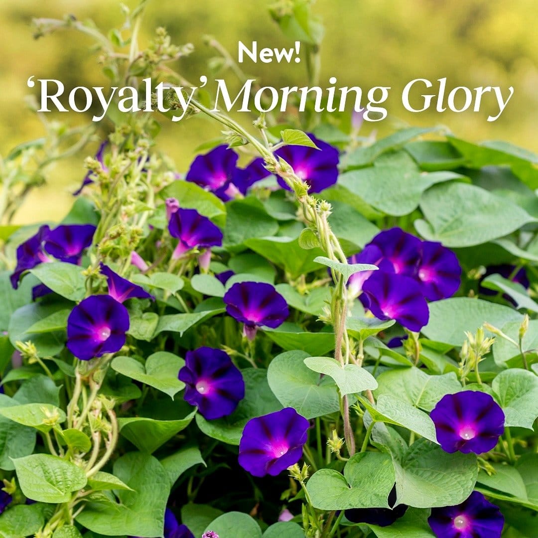 morning glory flowers climbing basket