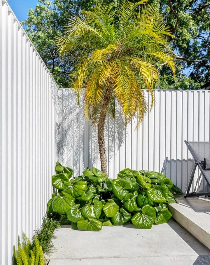 Pygmy date palm in urban apartment