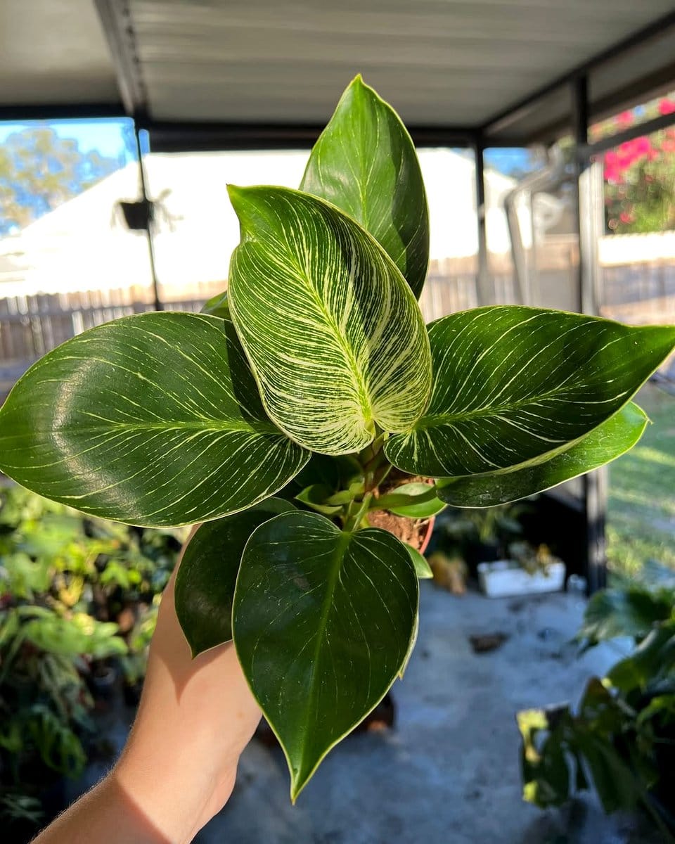 Philodendron Birkin with creamy white stripes