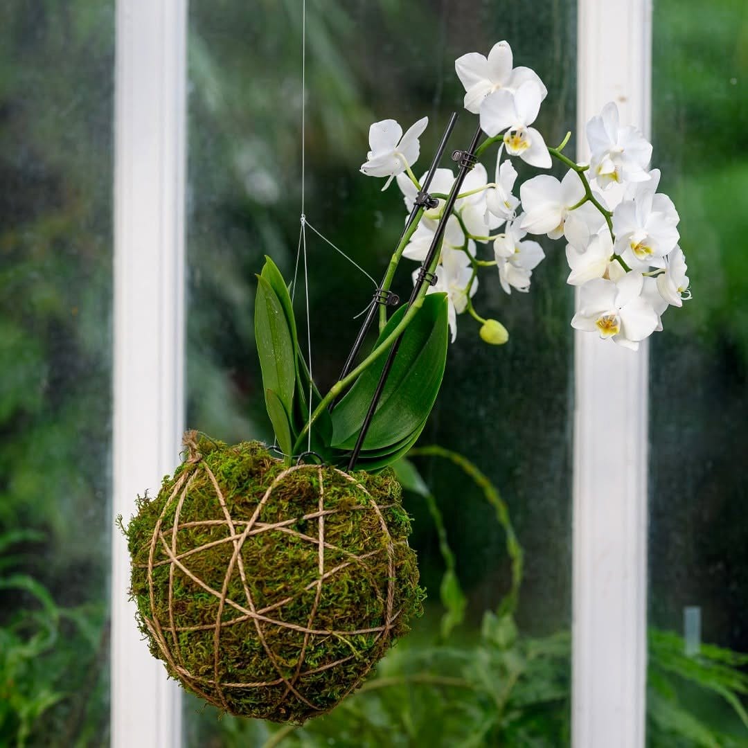 seasonal flowers kokedama in living room