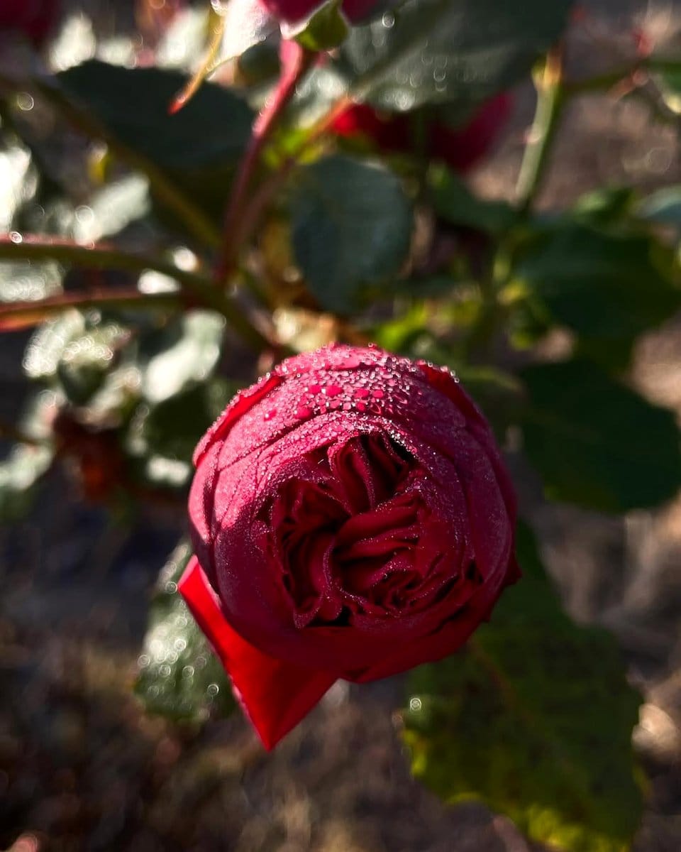 blooming rose bush with dewdrops