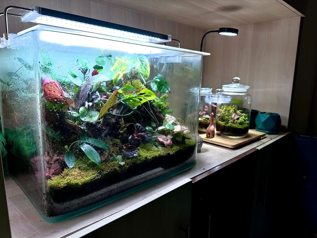 dense jungle terrarium