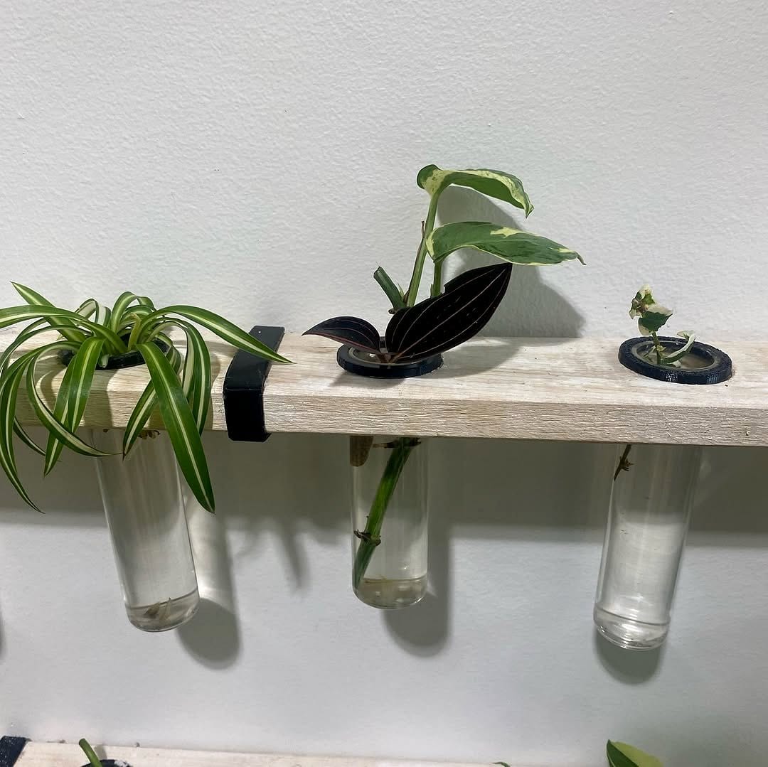 Glass vases with plant cuttings