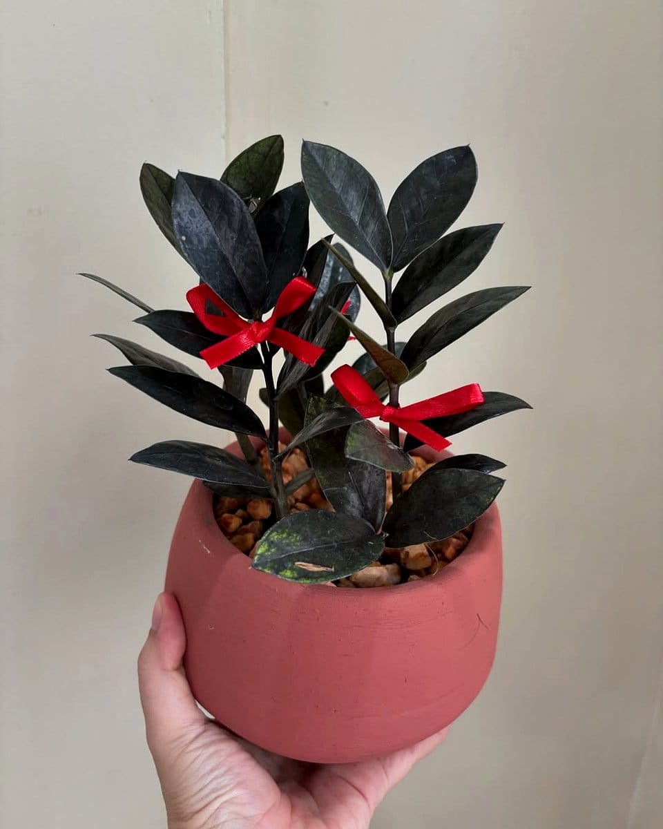 zz plant on office desk