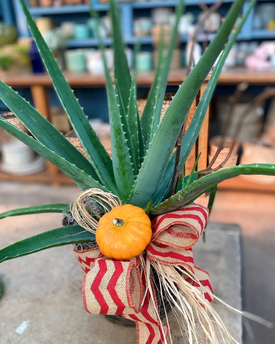 aloe vera in simple planter