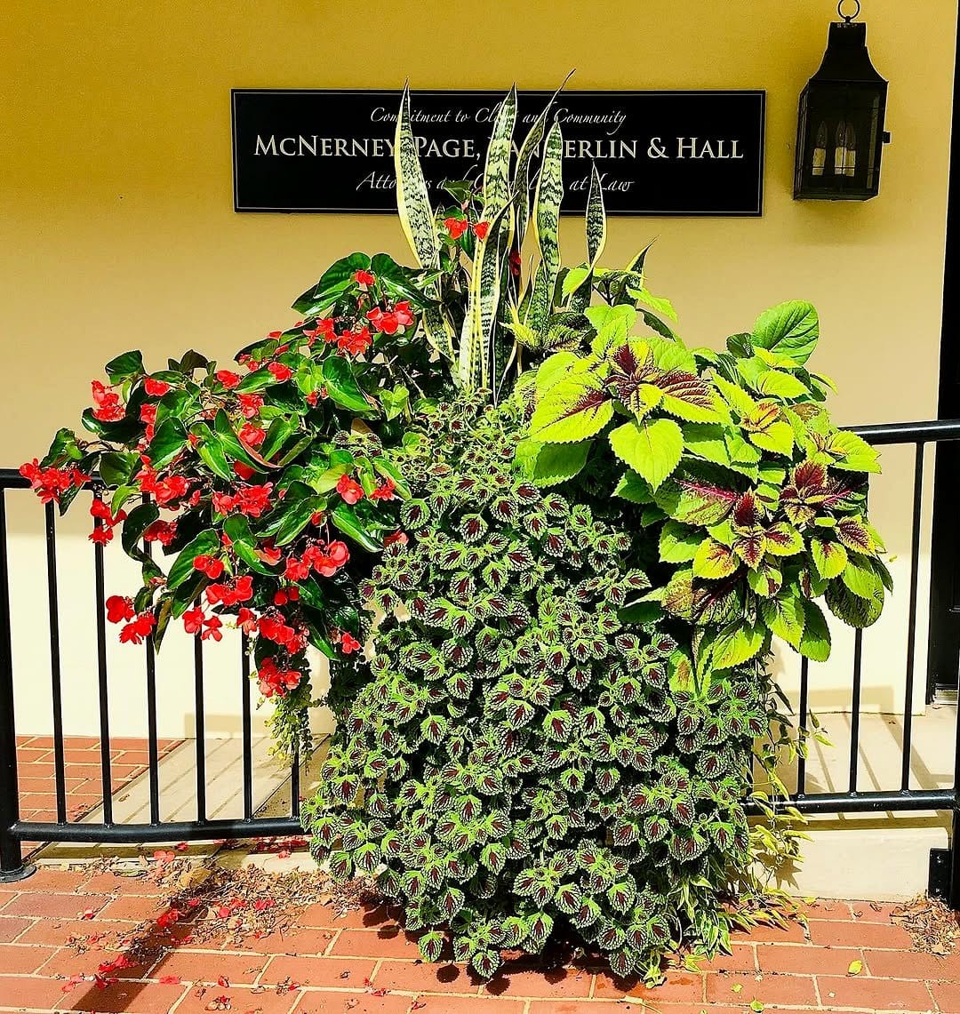 snake plant in shaded area