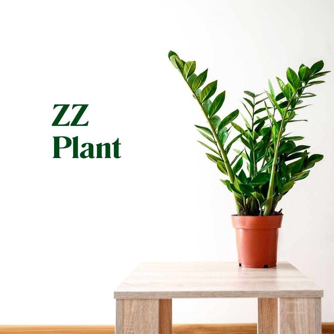 jade plant on office desk
