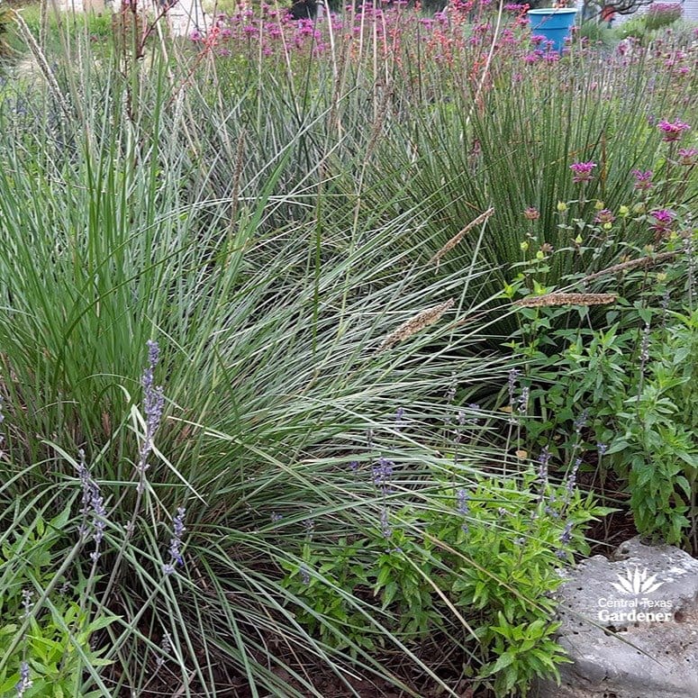 lavender in decorative pot