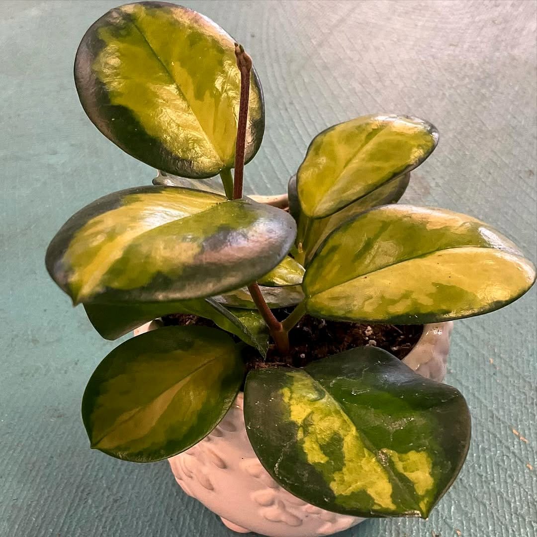 Rainbow Peperomia with multi-hued leaves