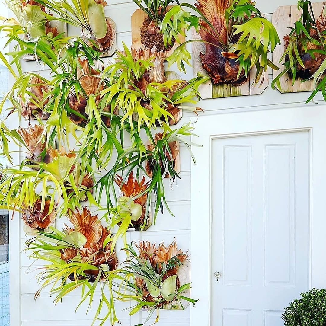 cork board with epiphytes attached
