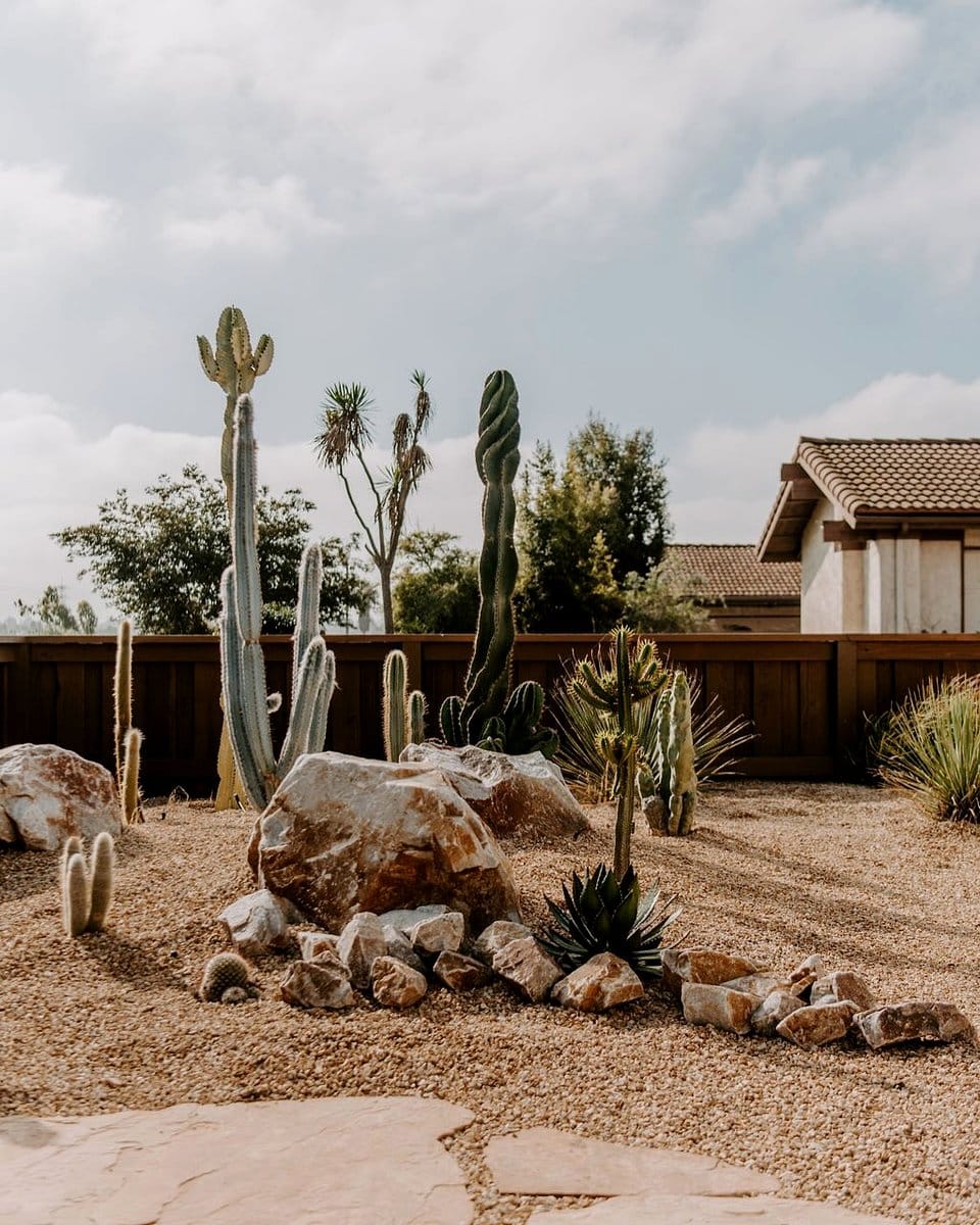 various cacti in desert landscape