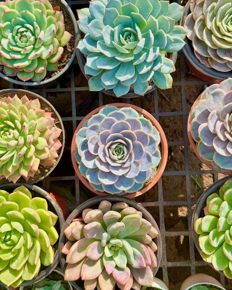 assorted succulents on sunny windowsill