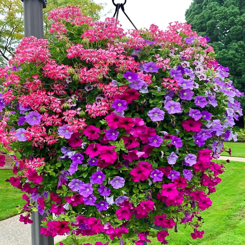 Matching hanging baskets with trailing ivy
