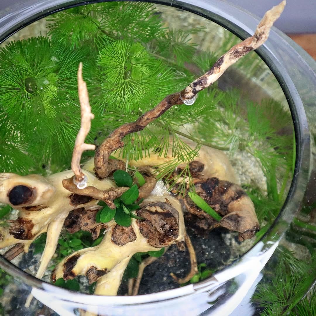 aquatic plants in glass bowl