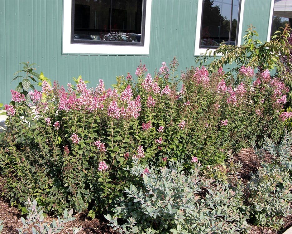 potted roses, gardenias, and lilacs in a garden bed