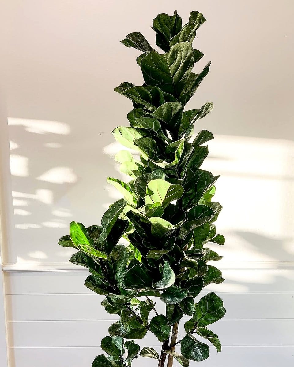 hutch with single large fiddle leaf fig