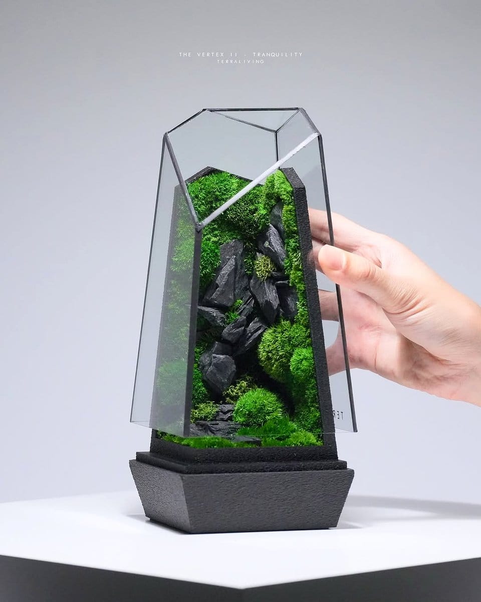 tranquil moss terrarium