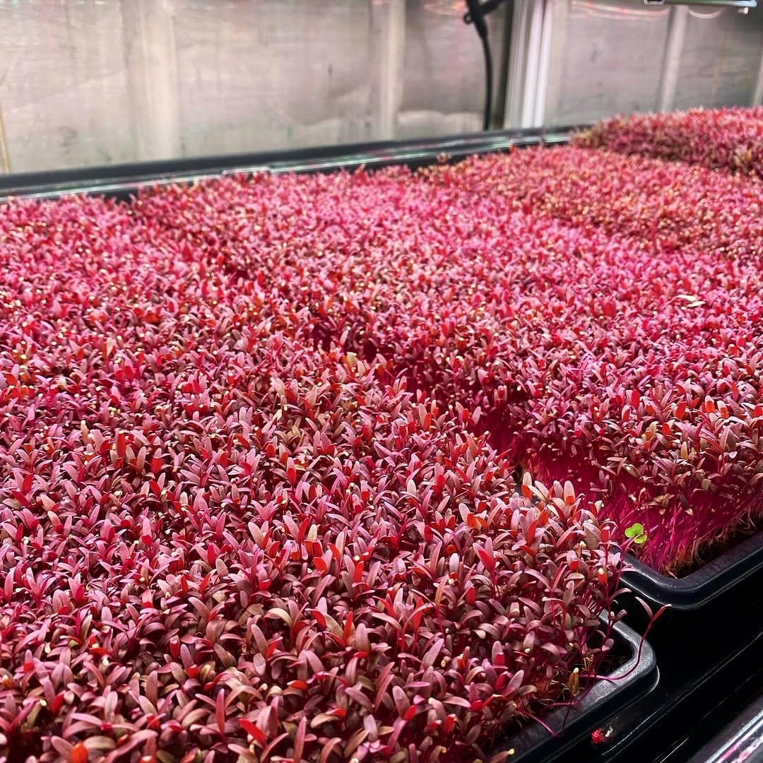tray with hydroponic microgreens