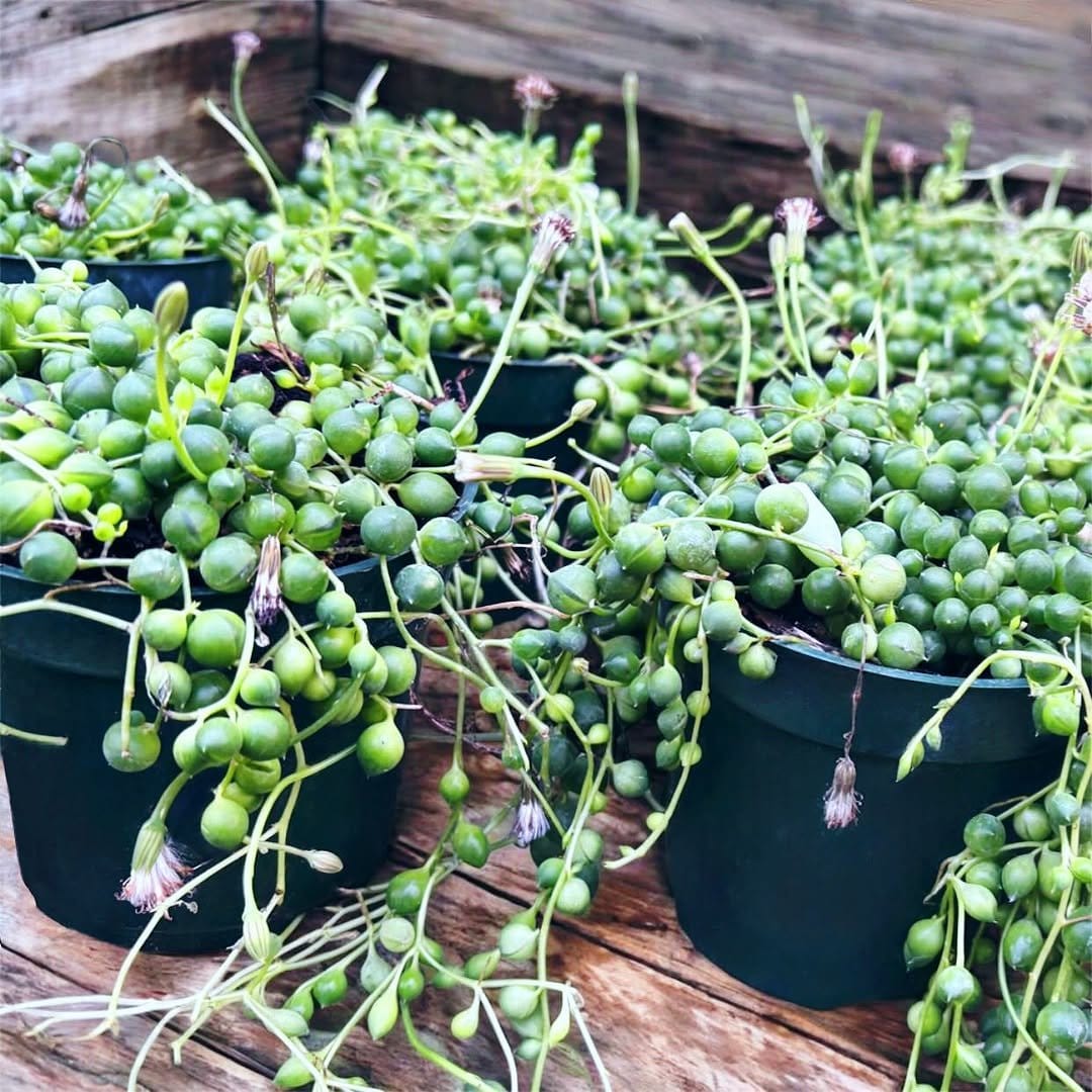 Quirky string of pearls in hanging planter