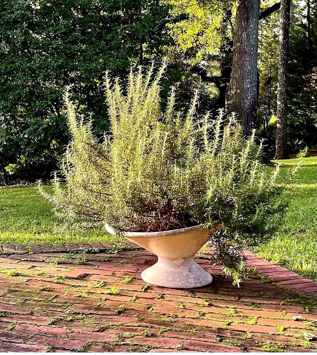 maidenhair fern in decorative pots