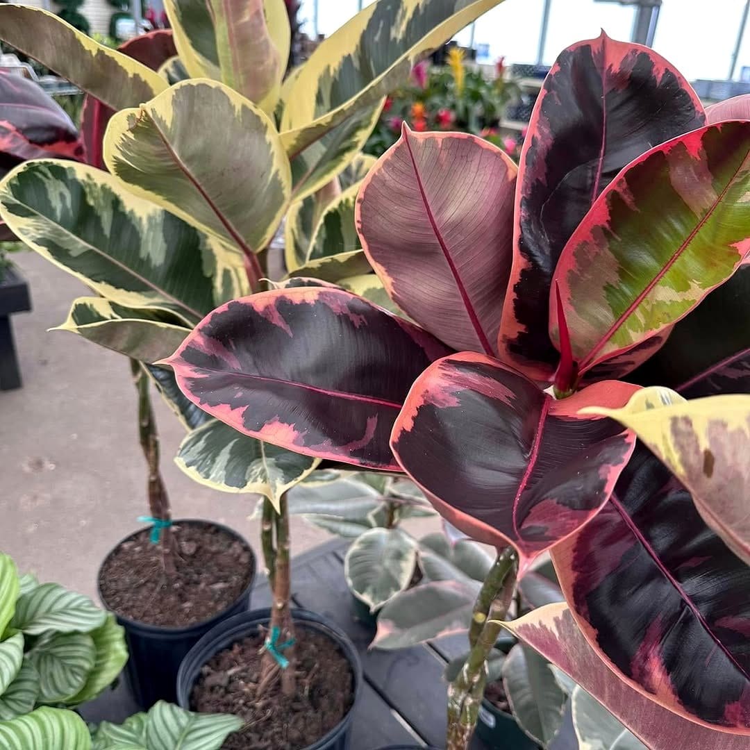 Ficus Elastica 'Tineke' with pink edges