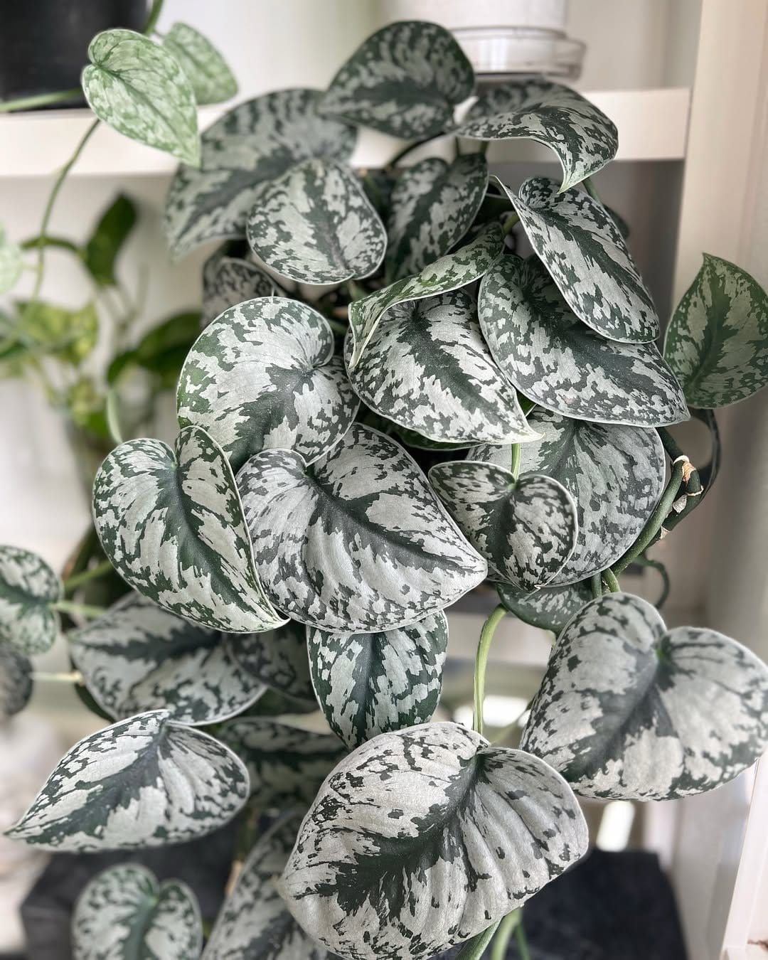 Silvery satin pothos on wooden shelf