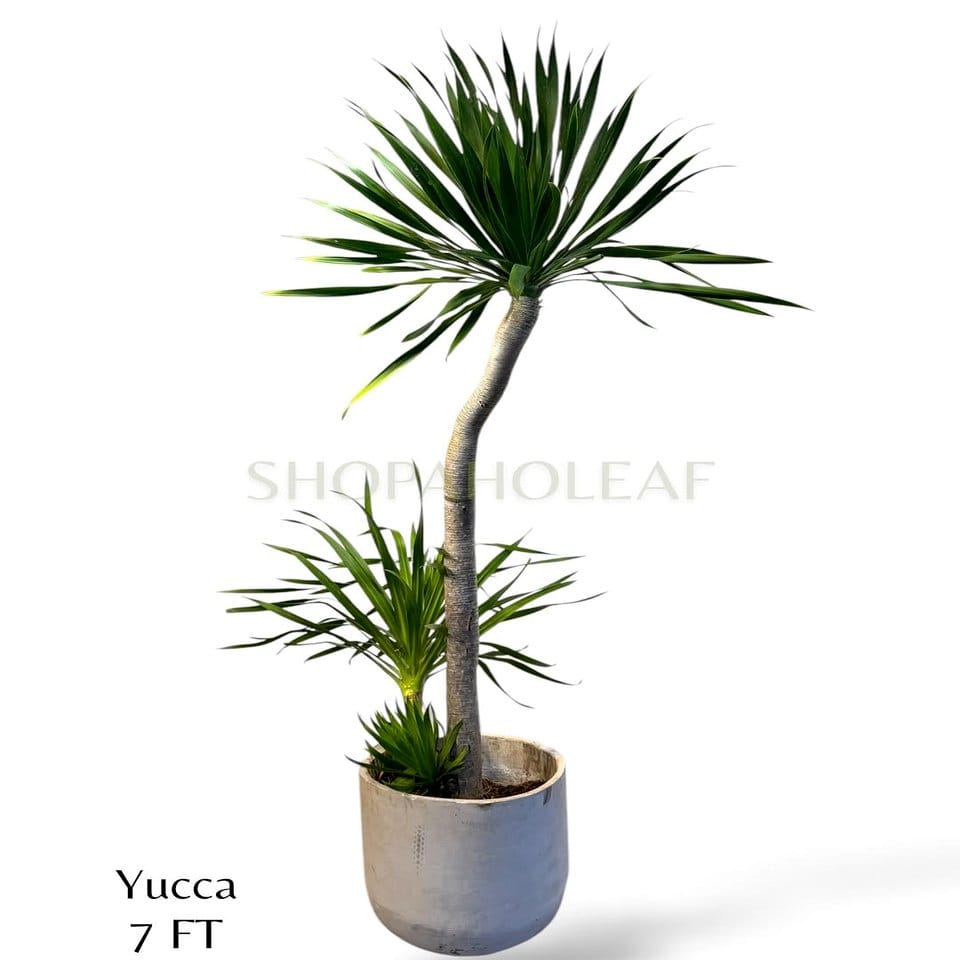 Stunning plant photography featuring alpaca wool wraps