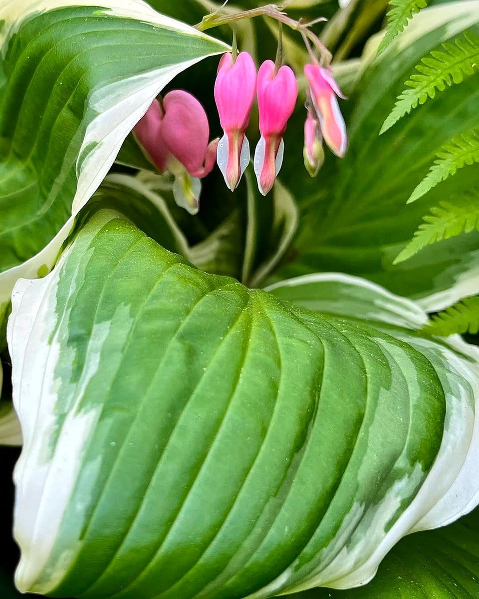 Hosta leaves with bleeding heart flowers
