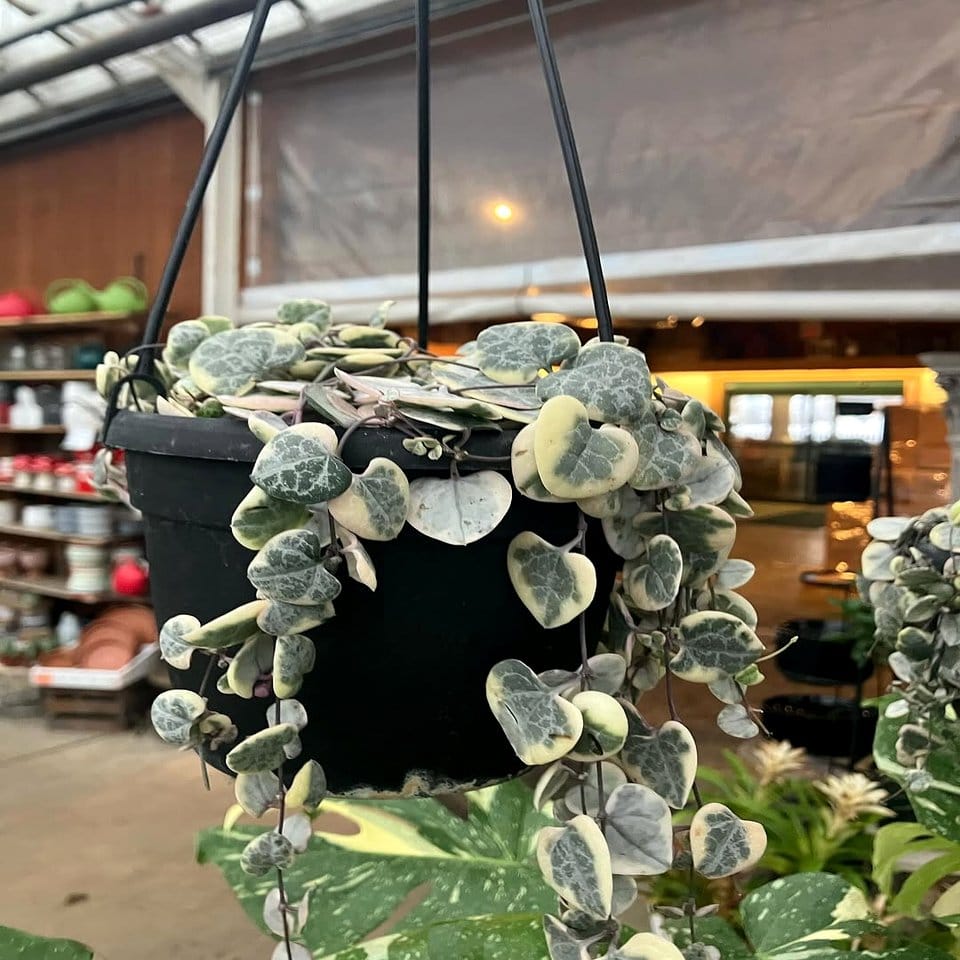 Vertical indoor garden with hanging planters