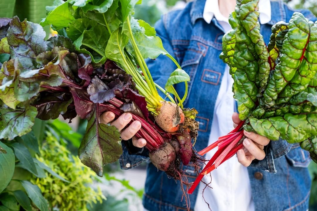 beet greens in planter