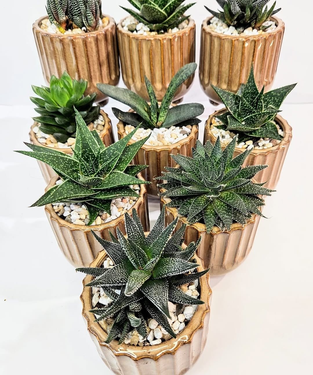 Succulent aloe vera in clay pot