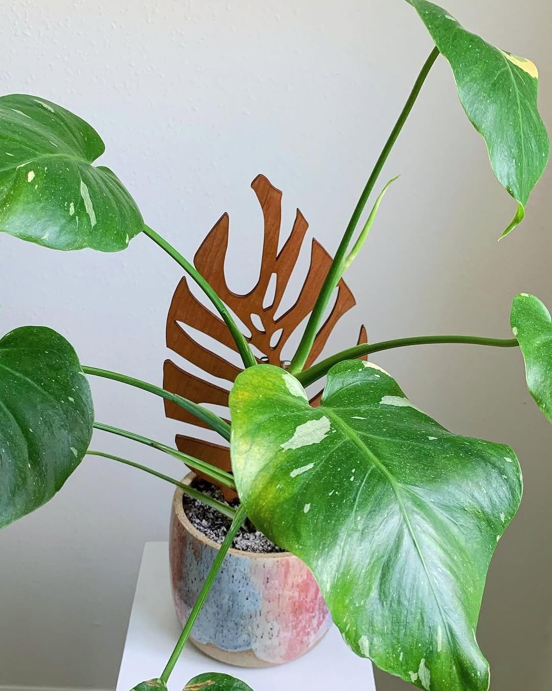 Freshly cut monstera stem in ceramic vase