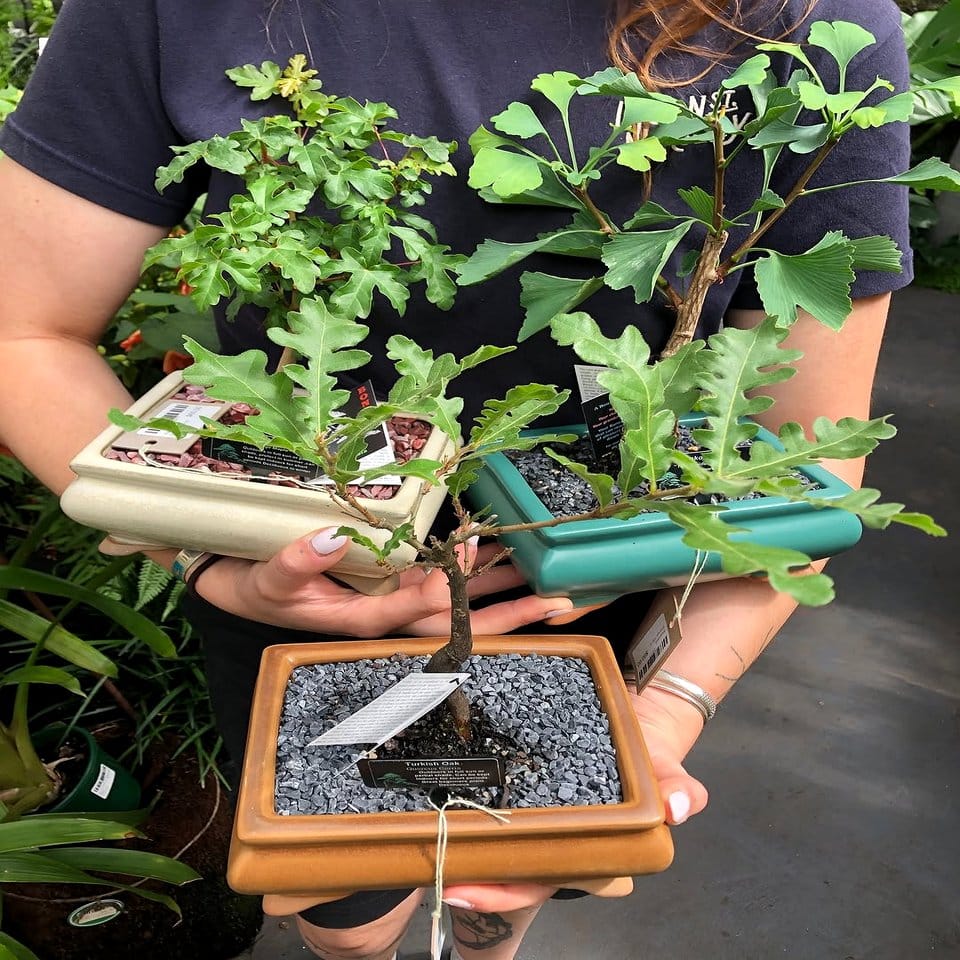 Bonsai tree displayed on lava rock
