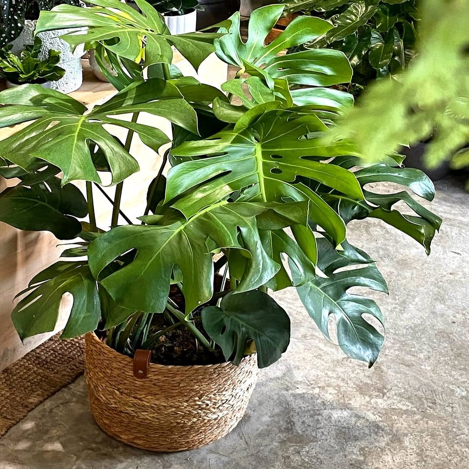 Large woven basket with a monstera plant