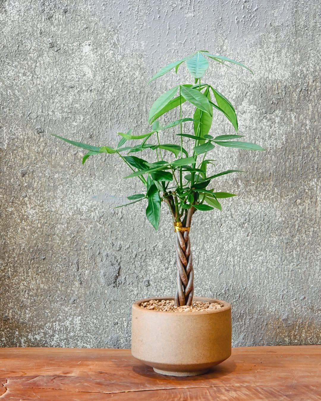 Lucky money tree in bright room