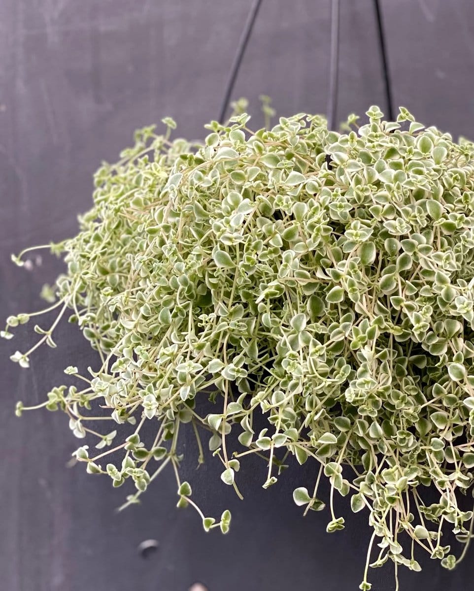 Rustic driftwood wall hanger with lichen and plants