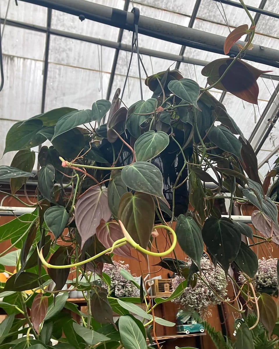 hanging baskets with trailing flowers