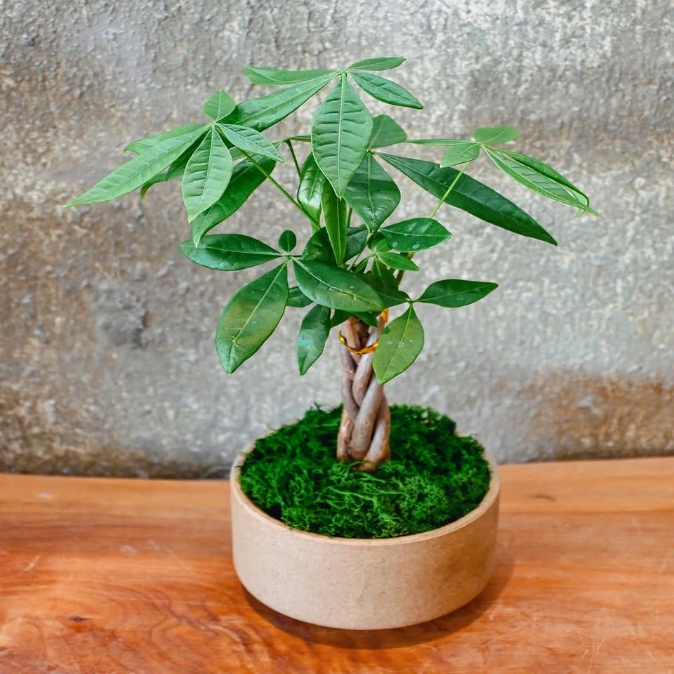 Feng Shui design with rune plant stand