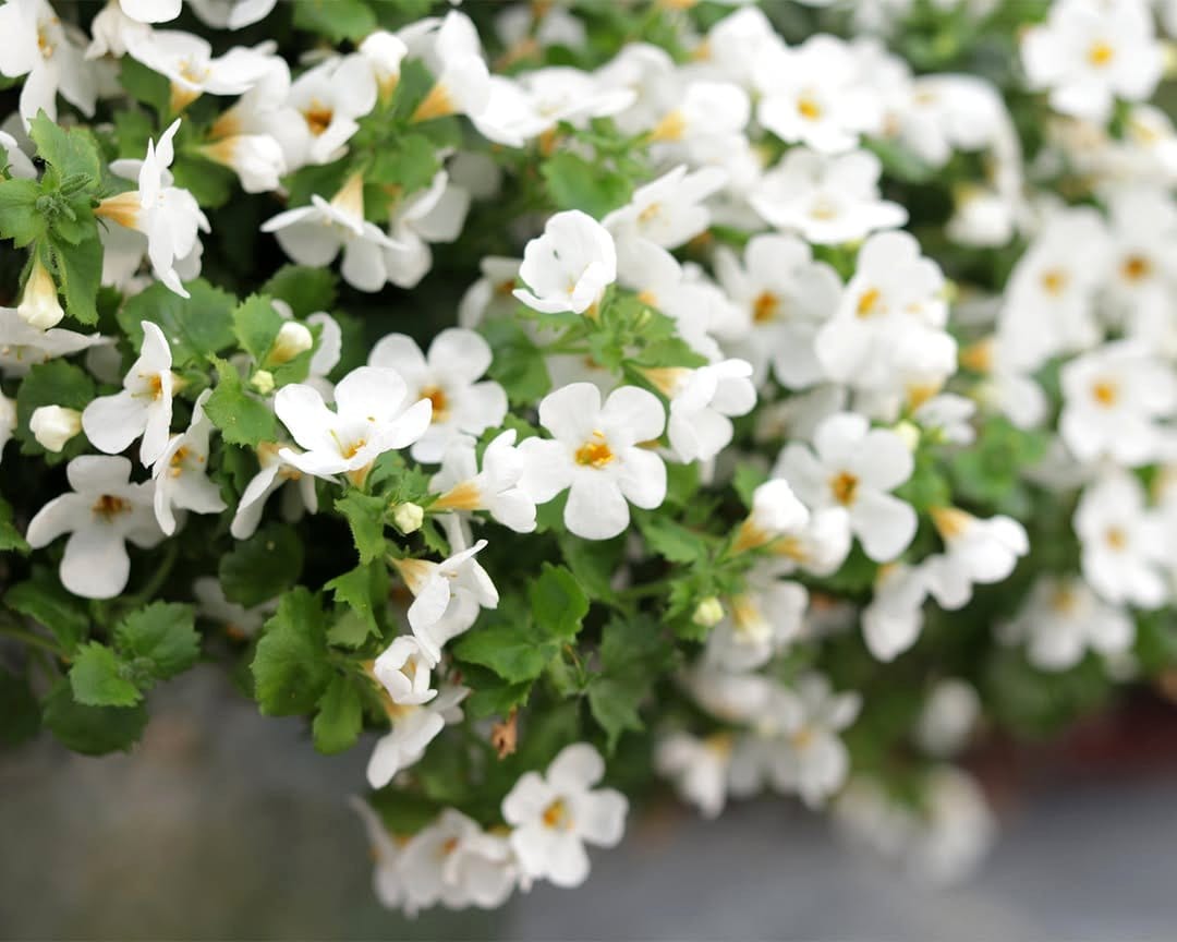 white bacopa flowers trailing