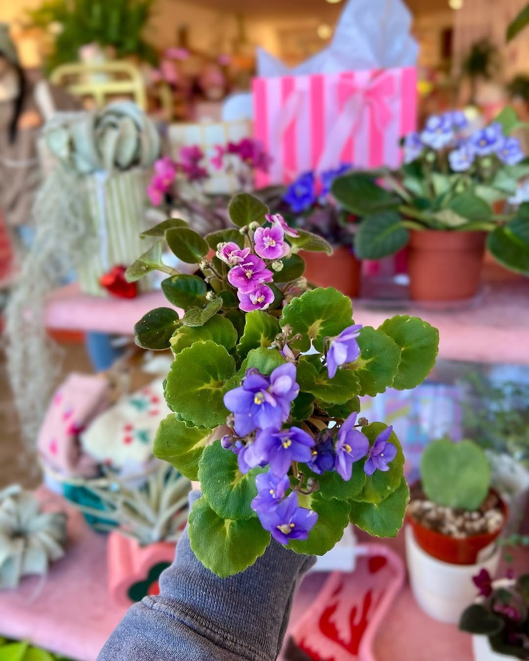 Blooming African violets in porcelain dish