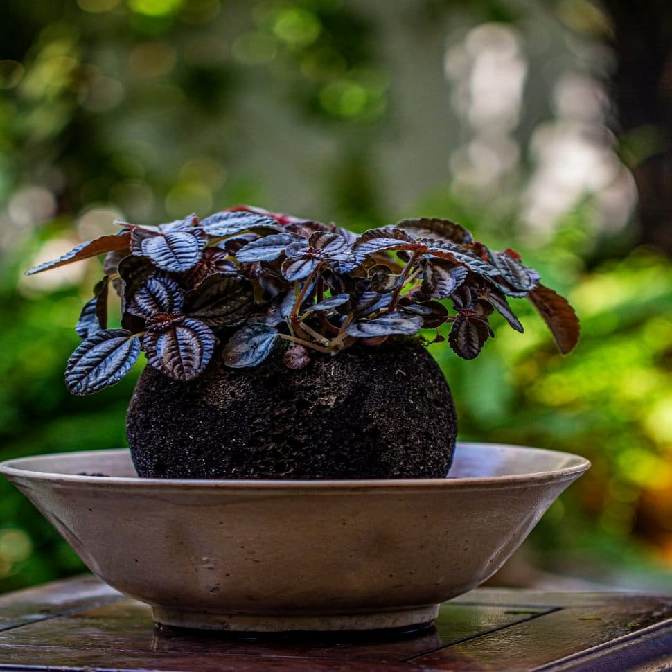 DIY plant pot made with lava rock