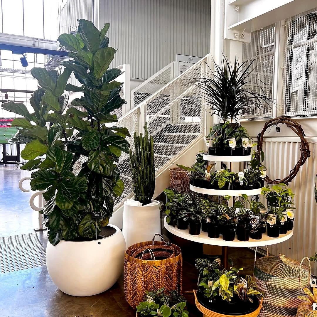 fiddle leaf fig in woven planter