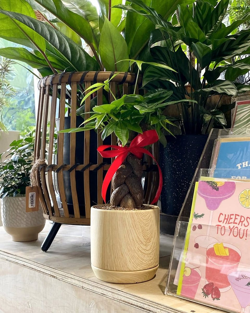 aloe vera plant on a kitchen counter