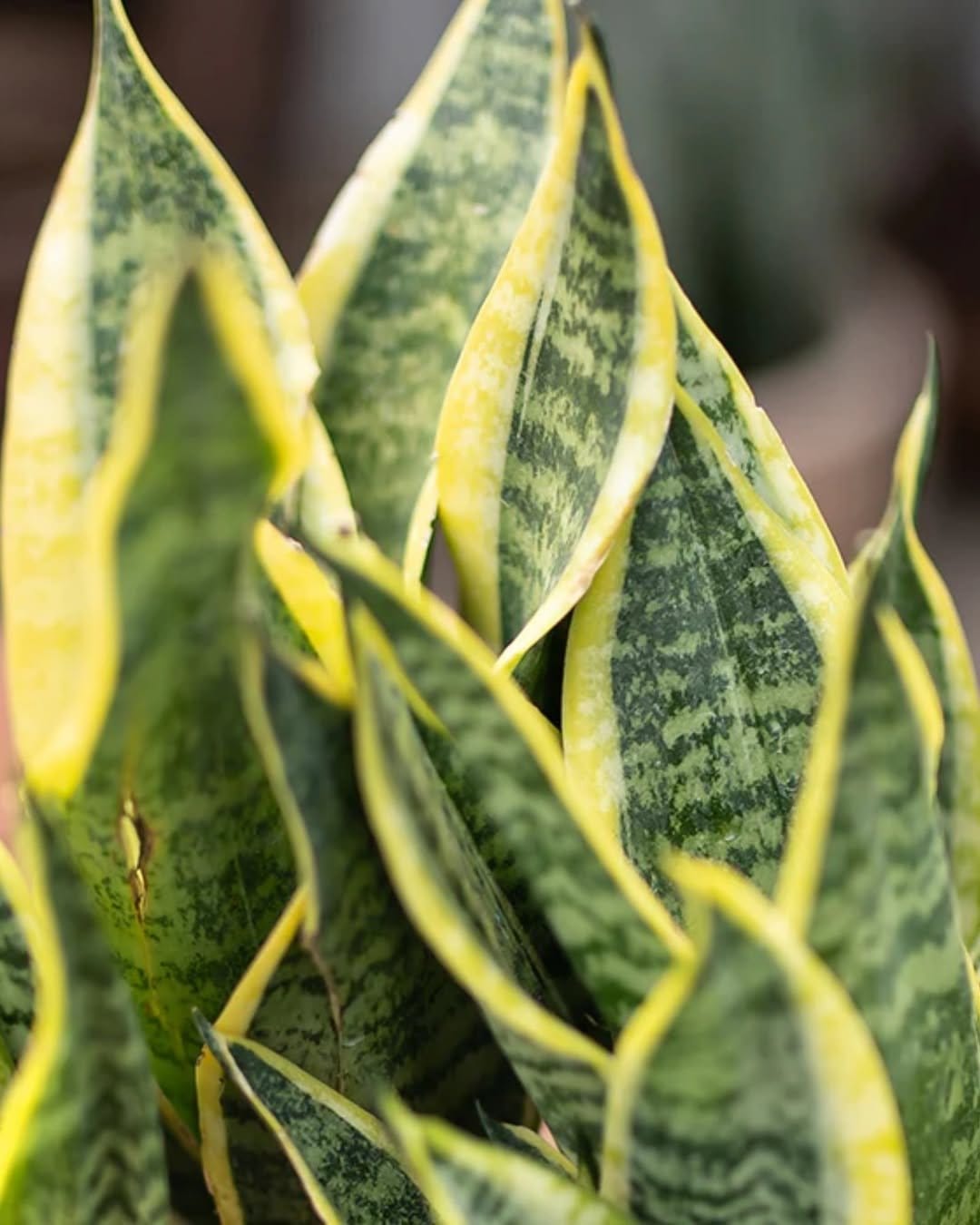 Vibrant snake plant in textured ceramic planter
