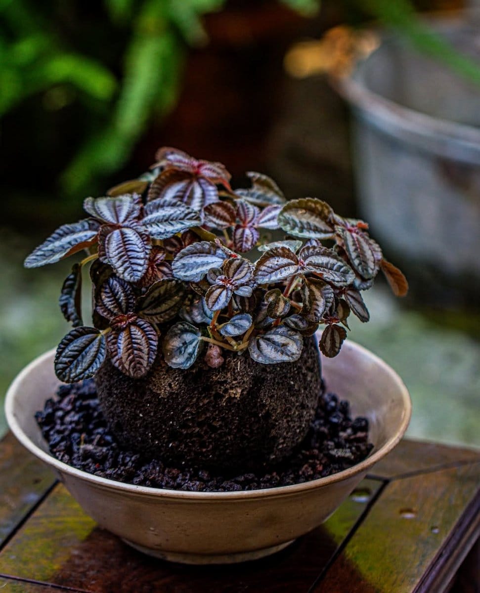 succulent in volcanic rock