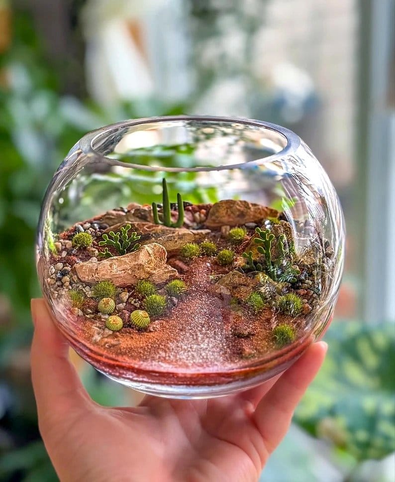 vibrant succulent terrarium