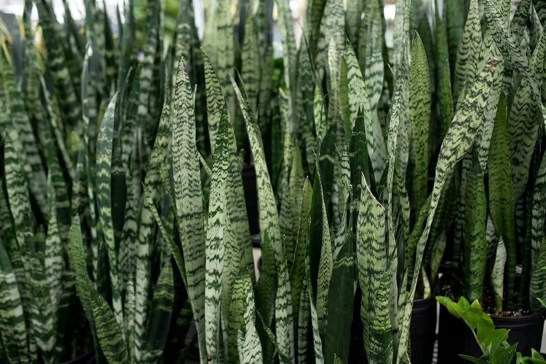 snake plant on patio