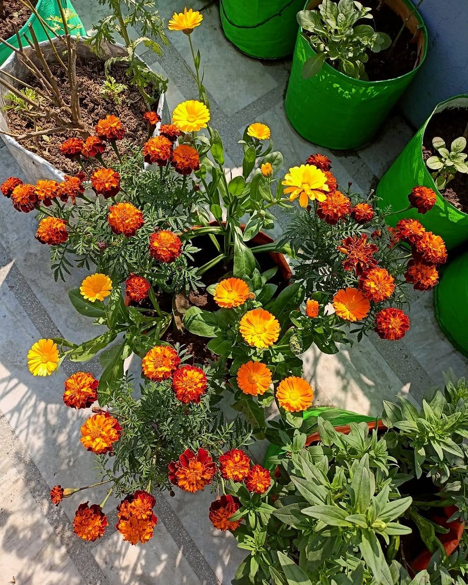 marigold flowers in pot