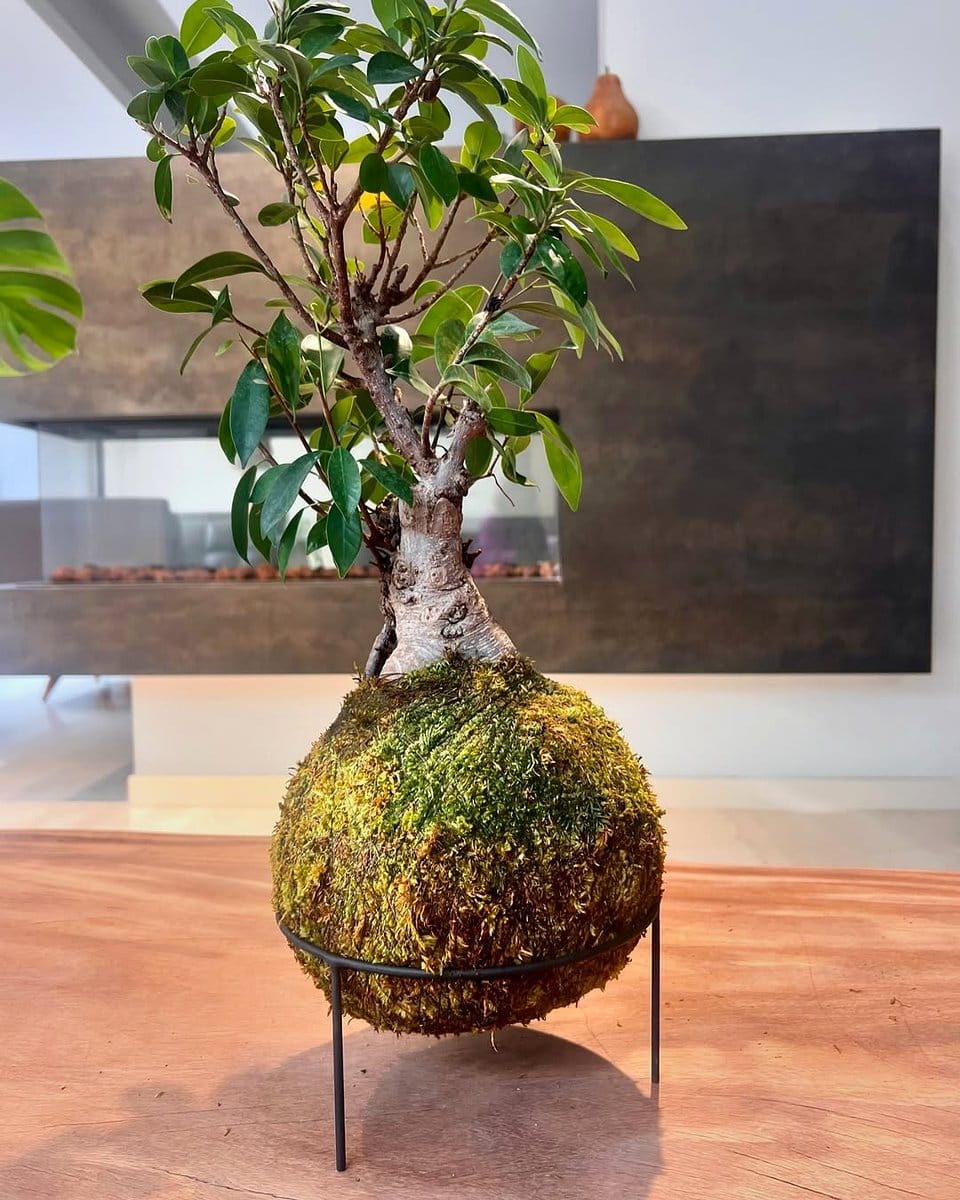 nature-inspired kokedama