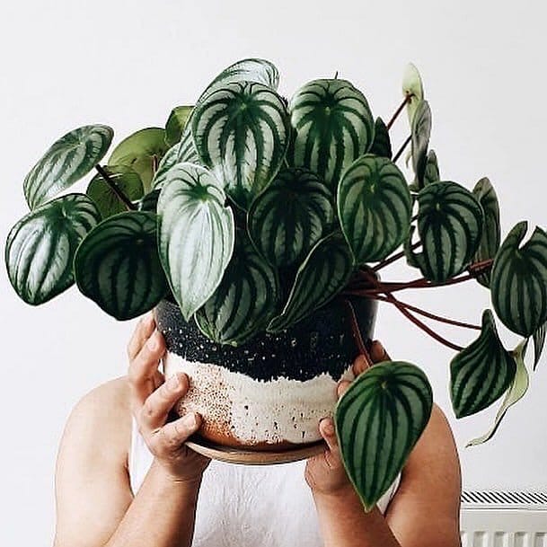 peperomia varieties in small pots
